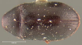 Media type: image;   Entomology 24677 Aspect: habitus dorsal view